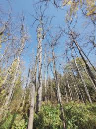 Image result for Olax aschersoniana