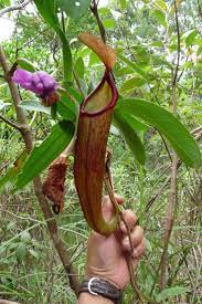 Nepenthes Holdenii And Some Ant Plants In The Cardamom Mountains Plants Ants Cardamom