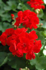 Pin On Flowers For Garden
