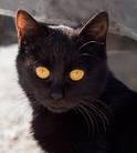 Get to Know the Bombay: A Mini Panther ... - Cats | Catster