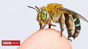 Because bitcoin is so powerful and has so much potential, bitcoin's projected value and estimated growth could be astronomical. First Of Its Kind Global Map Of Bees Created The Futures Centre