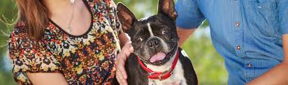 Accommodation that'll set tails wagging. Adopt A Pet Pet Adoptions Arizona Humane Society