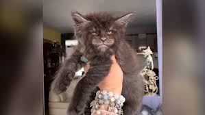 Tica outstanding breeding cattery (one of only 3 in uk). All Of This Woman S Cats Have Human Faces Metro News