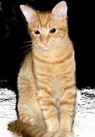 Pictures Of American Shorthair Cat Breed American Shorthair Cat Cat Breeds British Shorthair Cats