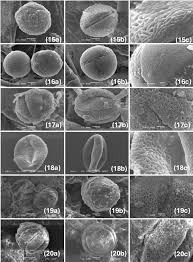 Image result for Schlechterina