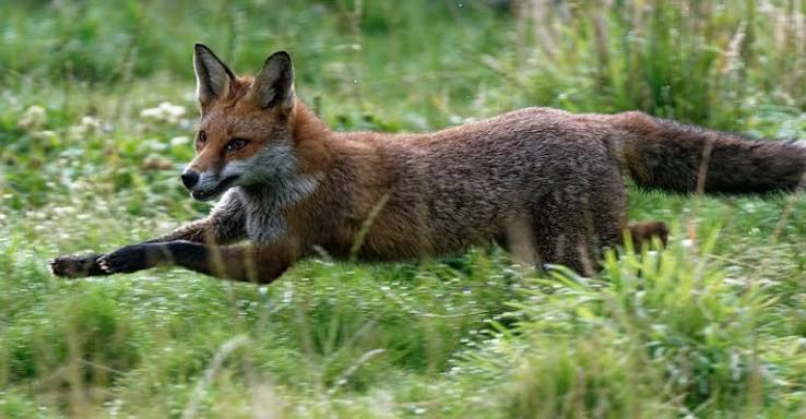 Judge overturns South Dorset illegal hunting conviction