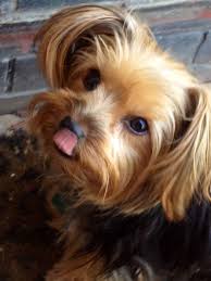 Yorkie With Floppy Ears Yorkie Haircuts Yorkie Cute Puppy Breeds