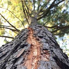 This pat bagley cartoon appears in the salt lake tribune on wednesday, june 28, 2017. Pine Bark Beetle Treatment