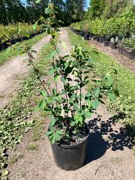 Image result for Amelanchier alnifolia