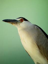 Birds That Sing At Night In Florida Florida Bird Sea Gull Birds Sea Birds Beautiful Birds