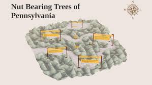 The nuts have a soft green outer caseing with a hard brown shell inside. Nut Bearing Trees Of Pennsylvania By Ryan Mowry