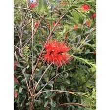 Image result for Melaleuca lateritia