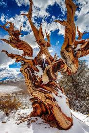 Awe Inspiring Photos Of Earth S Oldest Living Trees Bristlecone Pine Forest Bristlecone Pine Beautiful Tree