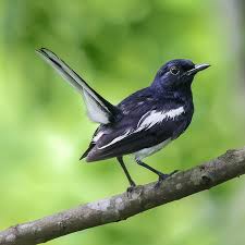 Image result for Culcasia orientalis