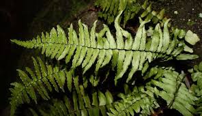 Image result for Asplenium normale