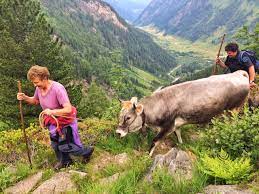Die kunst des sennens wird im großen walsertal seit jahrhunderten gepflegt und von den bauern und sennen mit stolz, wissen und erfahrung weitergegeben und gelebt. Die Zeisch Alm Hier Ist Alles Ungewohnlich Tirol Isch Toll