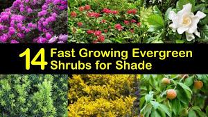 Discover gorgeous shrubs that will thrive in shady areas of your garden, including hydrangea and viburnum. 14 Beautiful Evergreen Shrubs That Excel In The Shade