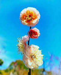 Jenis mawar selanjutnya yang tak kalah mempesona adalah buck roses yang mena dikenal sebagai mawar yang indah. Bunga Indah Steemit