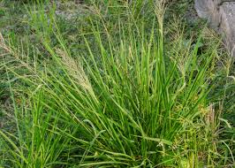 Image result for Lipocarpha chinensis