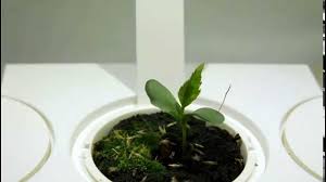 We did not find results for: Time Lapse Apple Tree Youtube