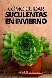 Pero en invierno hay que espaciar mucho más el riego, y basta con mojarlas una vez al mes. Como Cuidar Suculentas En Invierno Cultivo De Suculentas Suculentas Jardineria Y Plantas