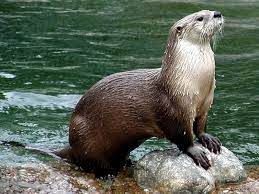American River Otter By Moist Otters Cute Otters Animals