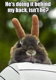 Animal Pictures With Quotes The Morning Funnys Funny Animal Pictures Funny Animal Quotes Funny Bunnies
