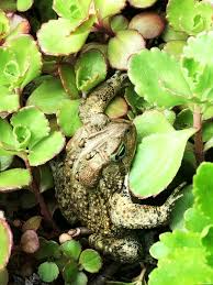 Why does having toads mean that your yard is healthy? In The Garden Stepping Away From The Edge