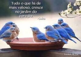 Pin By S G On Birds Of A Feather Beautiful Birds Animals Animals Beautiful