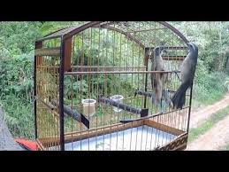 Canto De Trinca Ferro No Mato Trinca Ferro No Mato Boiadeiro Show De Fibra 1 19 Youtube Em 2020 Mato 1 Trafico De Animais