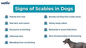 Image result for scabies dogs detail