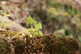 Image result for Lecanthus