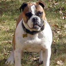 Facts About The Olde English Bulldogge Dog Breed