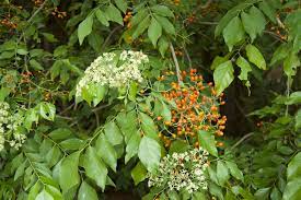 Namun, kebiasaanya saiz daun pokok kari lebih kecil berbanding dengan pokok cemamar. Micromelum Minutum Lime Berry Territory Native Plants