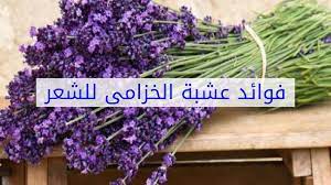 فوائد زيت الخزامي للشعر وصفات منقوع الخزامي للشعر Vegetables Cabbage Jul