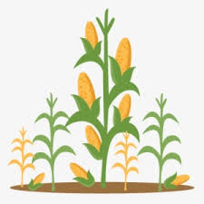 See more ideas about corn stalks, wool applique, wool quilts. Corn Stalk Png Transparent Corn Stalk Png Image Free Download Pngkey