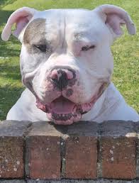 Cute christmas american bully dog