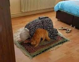 Fusun Eren Adli Kullanicinin Kedidir Kedi Panosundaki Pin Kedi Hayvan Sevimli Kediler