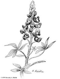 Supercoloring.com is a super fun for all ages: Pin By Ava On Sweet Ink Flower Sketches Bluebonnet Tattoo Wildflower Drawing