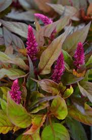 Image result for Celosia nervosa