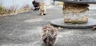 The benefit of neutering a cat? A Closer Look At Community Cats Stray Cats Tnr Aspca