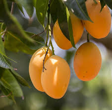 Sunlight for the mango tree in a pot the mango tree needs a lot of sunlight and heat to thrive. How To Plant A Mango Seed Plant Instructions