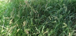 Image result for Cenchrus biflorus