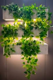 The difference between a plant grow light for growing terrestrial plants, and an aquarium light is generally the unit's spectral output. Help Your Plants Grow With Led Grow Light Bulbs Bless My Weeds