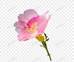 We provide millions of free to download high definition png images. Un Fiore Immagine Gratis Grafica Numero 400689584 Download Immagine Png It Lovepik Com