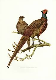 Pheasant Print Vintage Lithograph From 1956 Etsy Bird Prints Bird Illustration Lithograph