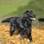 Krieger’s Ridge Flat Coated Retriever Puppies