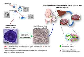 Control of liver cell fate decision by a gradient of tgf beta signaling modulated by onecut transcription factors. Baby Receives Liver Stem Cell Treatment In World First Clinical Trial