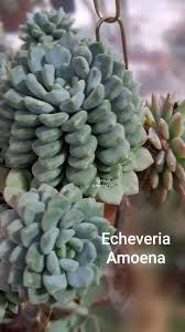 Echeveria Amoena Echeveriaamoena Jardim Encantado Da Carmen Facebook Echeveria amoena de smet ex e.morren. facebook
