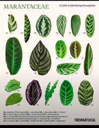 Image result for maranta